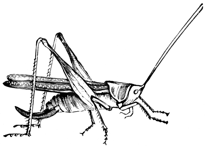 cricket insect clipart free - photo #36